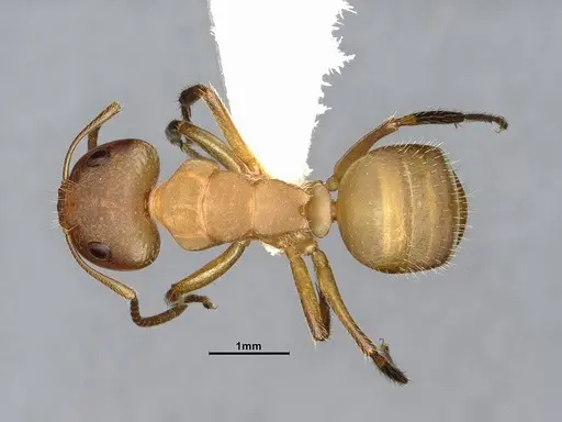 Camponotus latangulus - CASENT4032235
