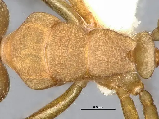 Camponotus latangulus - CASENT4032235