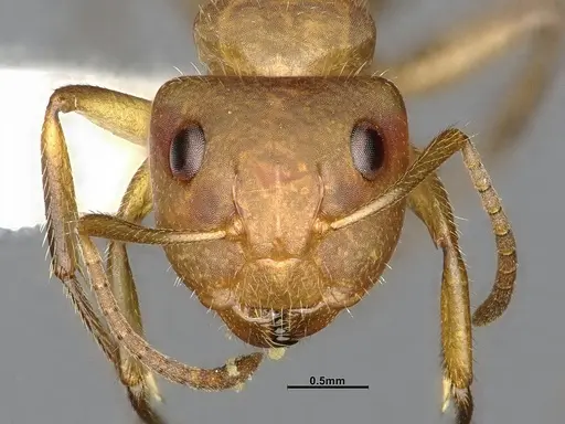 Camponotus latangulus - CASENT4032235
