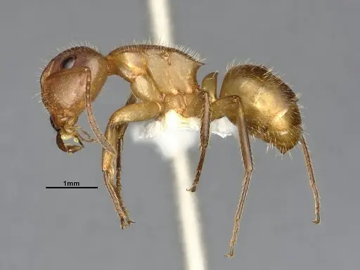 Camponotus latangulus - CASENT4032235