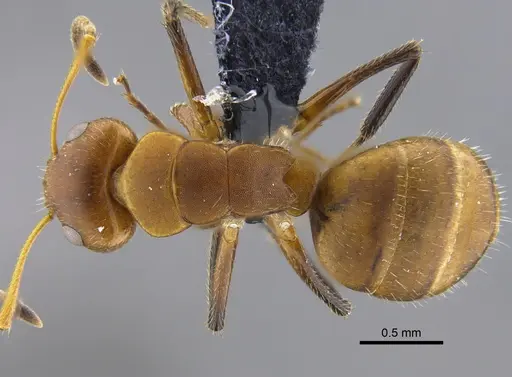 Camponotus latangulus - CBUMAGENT41789