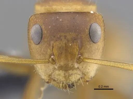 Camponotus latangulus - CBUMAGENT41789