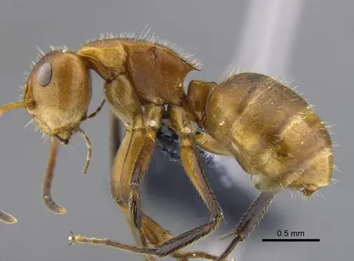 Camponotus latangulus - CBUMAGENT41789