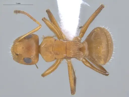 Camponotus latangulus - ECOFOG-TR17-0201-03