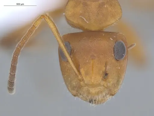 Camponotus latangulus - ECOFOG-TR17-0201-03