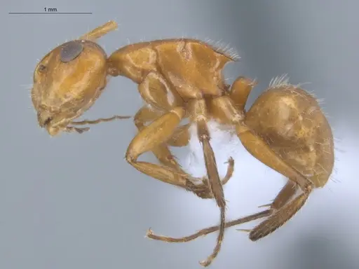 Camponotus latangulus - ECOFOG-TR17-0201-03