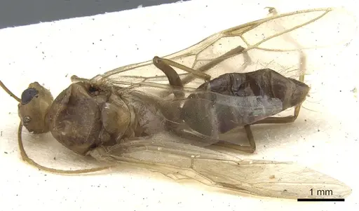 Camponotus latebrosus specimen
