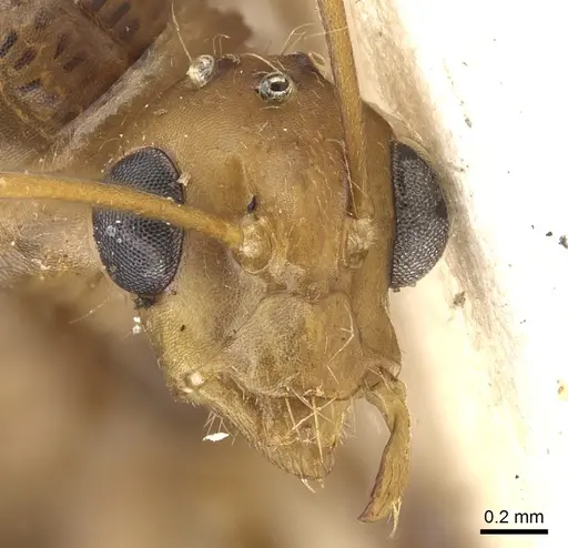 Camponotus latebrosus specimen