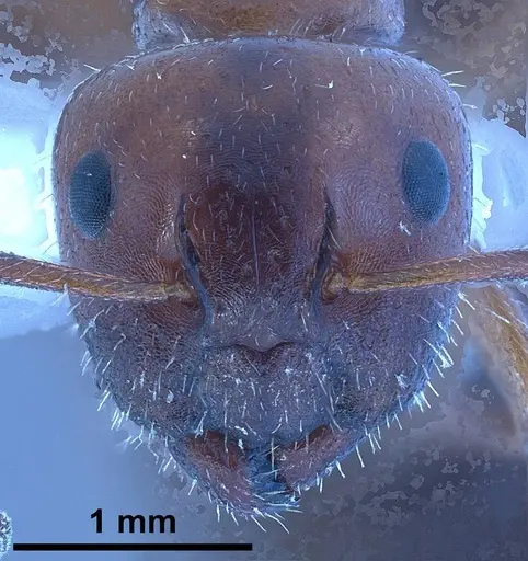 Camponotus lateralis specimen