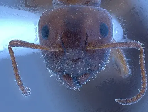 Camponotus lateralis specimen