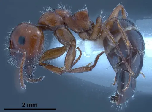 Camponotus lateralis specimen