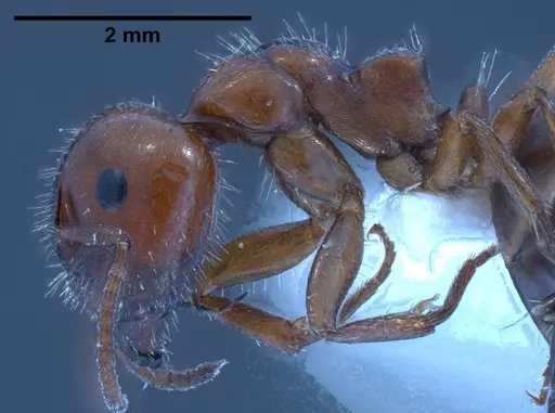 Camponotus lateralis - ANTWEB1038013