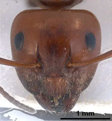 Camponotus lateralis - ANTWEB1038014