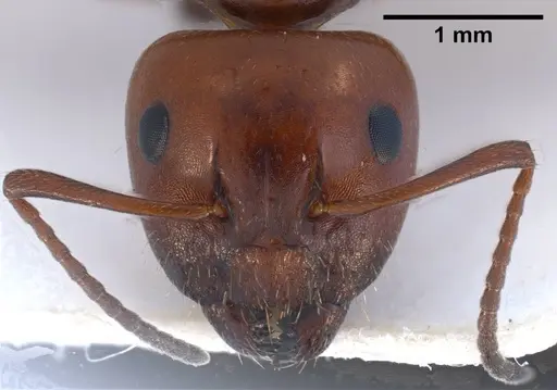 Camponotus lateralis - ANTWEB1038014