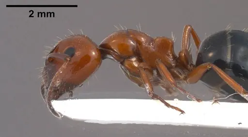 Camponotus lateralis - ANTWEB1038014