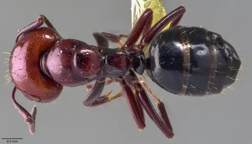 Camponotus lateralis - ANTWEB1060052