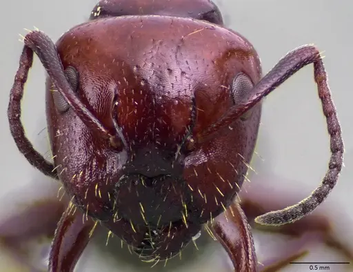 Camponotus lateralis - ANTWEB1060052