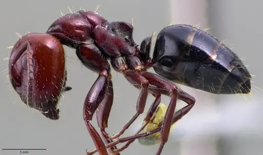 Camponotus lateralis - ANTWEB1060052