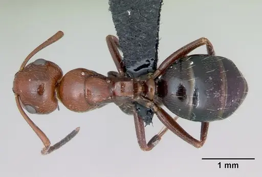 Camponotus lateralis - CASENT0080857