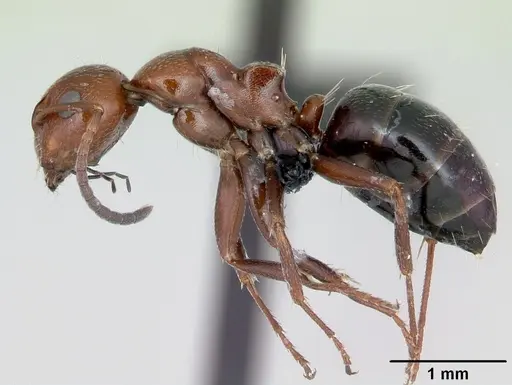 Camponotus lateralis - CASENT0080857