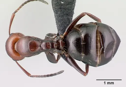 Camponotus lateralis - CASENT0179871