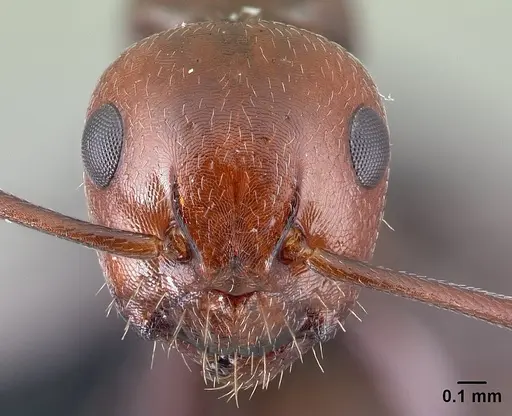 Camponotus lateralis - CASENT0179871