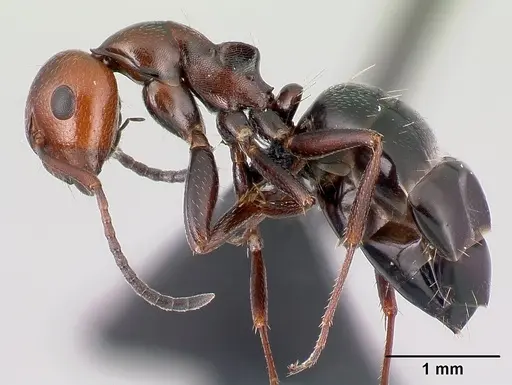 Camponotus lateralis - CASENT0179871