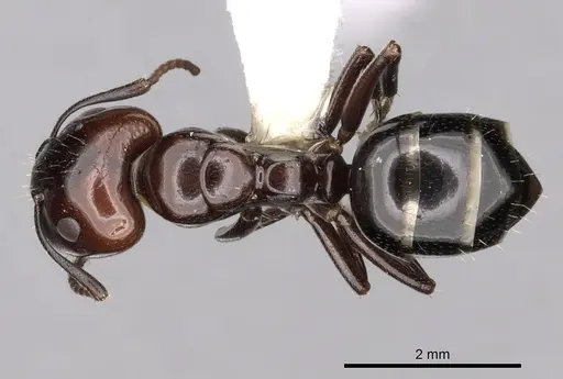 Camponotus lateralis - CASENT0249989