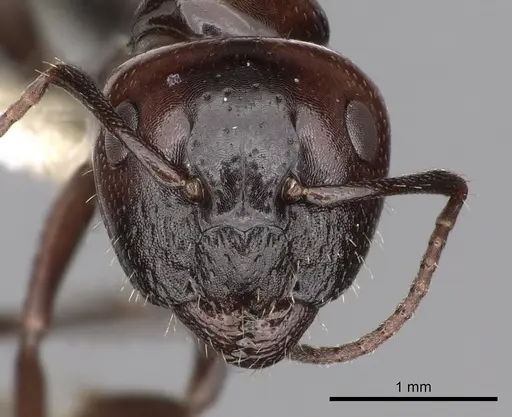 Camponotus lateralis - CASENT0249989