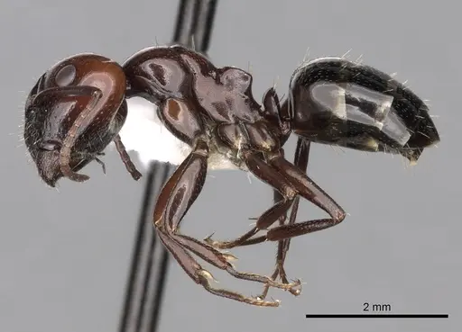 Camponotus lateralis - CASENT0249989