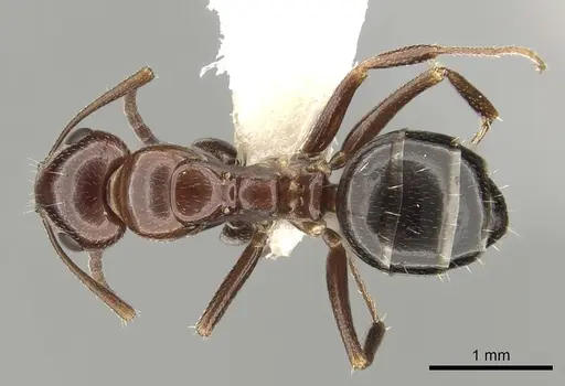 Camponotus lateralis - CASENT0249990
