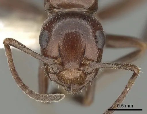 Camponotus lateralis - CASENT0249990