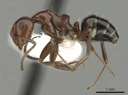 Camponotus lateralis - CASENT0249990
