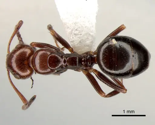 Camponotus lateralis - CASENT0882005