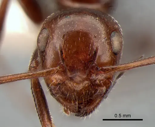 Camponotus lateralis - CASENT0882005