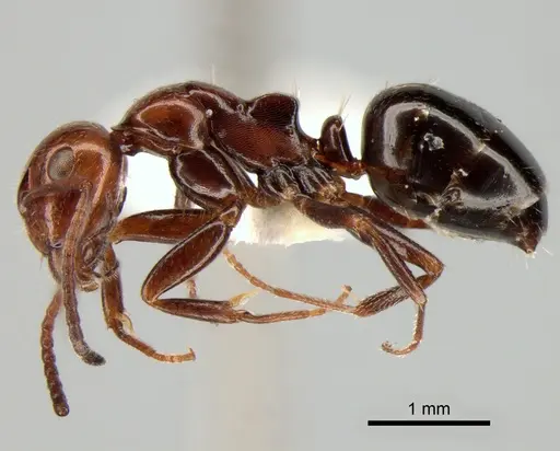 Camponotus lateralis - CASENT0882005