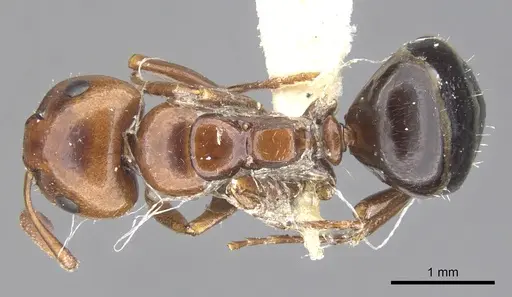 Camponotus lateralis - CASENT0903594