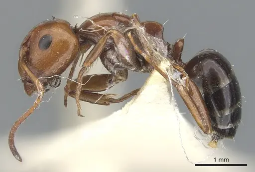 Camponotus lateralis - CASENT0903594