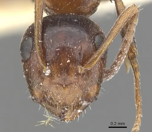 Camponotus lateralis - CASENT0903595