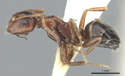 Camponotus lateralis - CASENT0903595