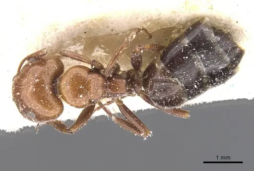 Camponotus lateralis - CASENT0911698