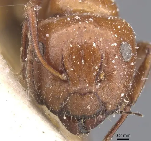 Camponotus lateralis - CASENT0911698