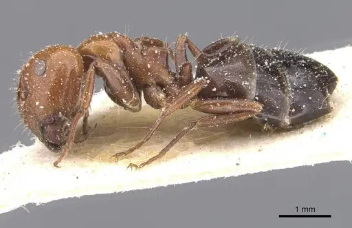 Camponotus lateralis - CASENT0911698