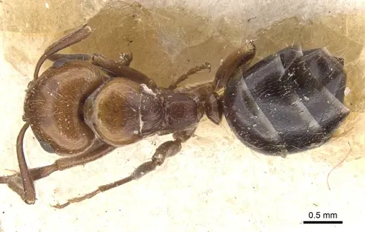 Camponotus lateralis - CASENT0911699