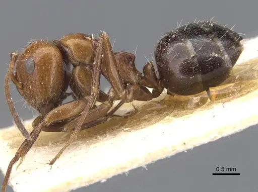 Camponotus lateralis - CASENT0911699