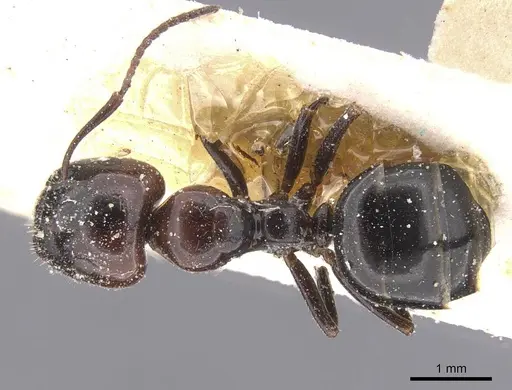 Camponotus lateralis - CASENT0912190
