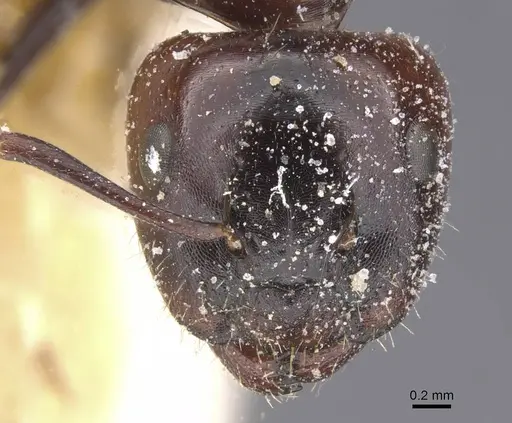 Camponotus lateralis - CASENT0912190