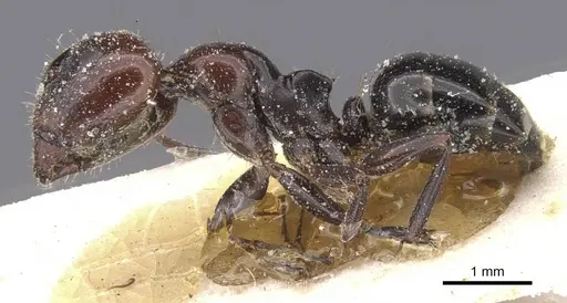 Camponotus lateralis - CASENT0912190