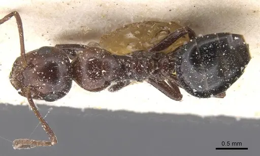 Camponotus lateralis - CASENT0912191