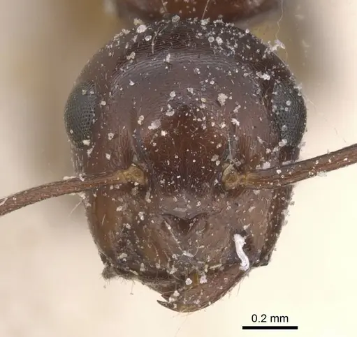 Camponotus lateralis - CASENT0912191